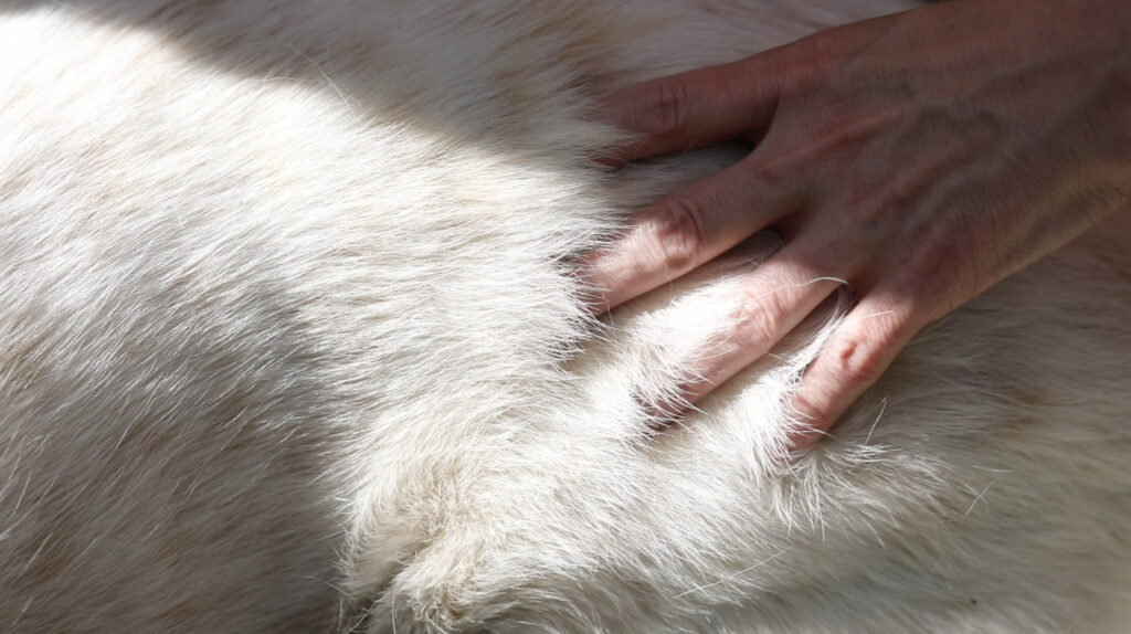 Kaader videost. Gustafsson ja Haapoja Becoming 2020